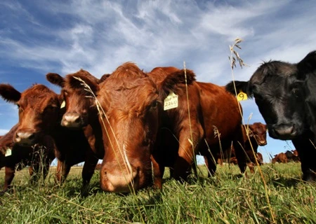 Canadian beef producers would work with the food services segment and retailers in Vietnam to promote products as well as study customers' tastes (Photo: financialpost.com)