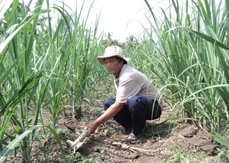 A farmer plants sugar cane trees in the southern province of Hau Giang with support from the Can Tho Sugar Joint Stock Company. The firm is one among 65 Vietnamese enterprises granted year 2014's national quality awards. (Photo: casuco.com.vn)