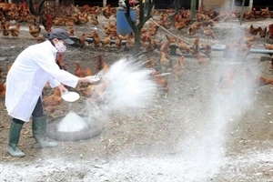 A veterinary worker spreads anti-flu substances at a chicken farm (Photo: VNA)