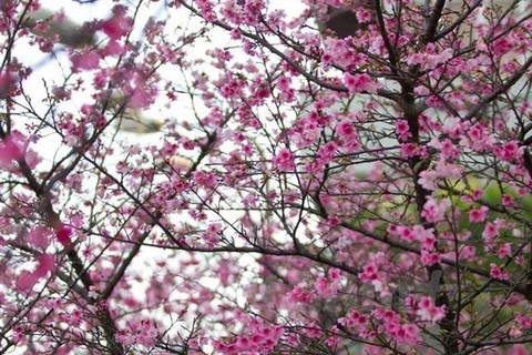 Japanese cherry blossom. (Photo: VNA)