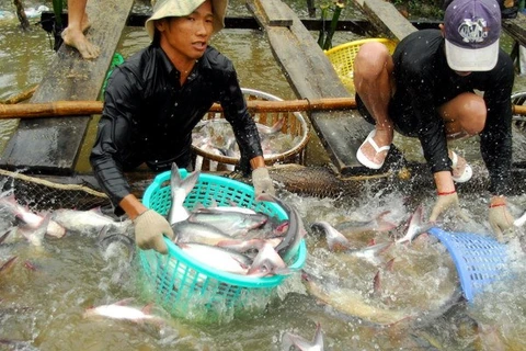 Farmers harvest tra fish in the Mekong Delta province of Hau Giang. (Photo: VNA)