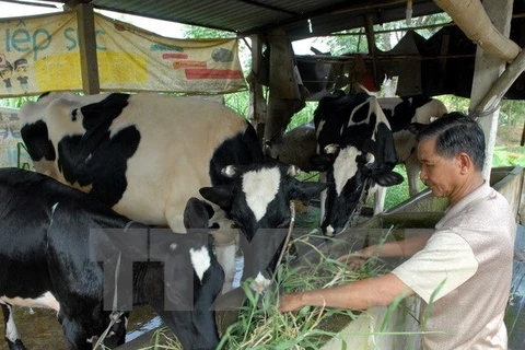 A farmer feeds his dairy cows (Source: VNA)