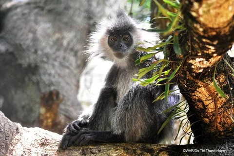 A photo of an Indochina silver langur which was rescued and cared at the Hon Me Wildlife Rescue area.