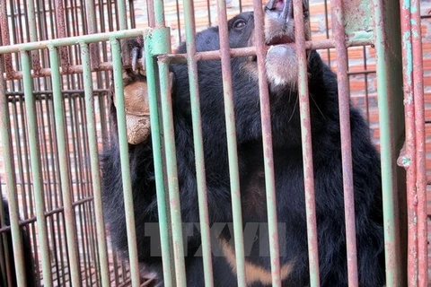 All bears in captivity have to be transfered to a rescue centre by EO May (Photo: VNA)