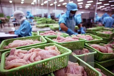 Processing tra fish for export (Photo: VNA)