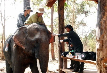 Staff at Dak Lak Elephant Conservation Centre give regular check-ups to elephants at the centre (Photo: VNA)