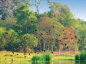 Cat Tien national park develops ecotourism 