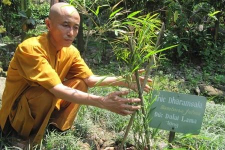 Buddhist bikku Thich The Tuong works at the bamboo conservation garden on Son Tra Mountain. 