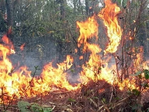 Forest fire caused by El Nino. (Photo: VNA)