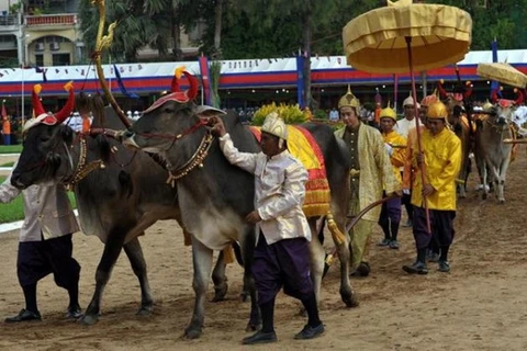 The Cambodian Royal Ploughing ceremony was held on May 6 in Battambang province (Photo: AFP)