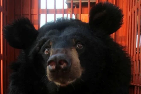 One of the bears raised captivity in Ba Mun Island within Bai Tu Long National Park in northern Quang Ninh province. (Photo: Animals Asia)