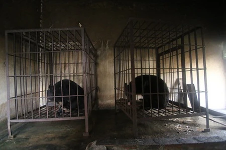 Two captive moon bears used to be kept on Ba Mun Island in the northern Quang Ninh province (Photo: AnimalsAsia)