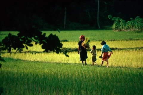 A rice paddy field in Malaysia (Photo: National Geographic)
