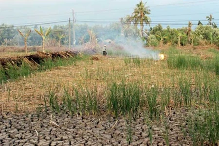 Farmland in Ca Mau Province is drying up and cracking due to the long-lasting drought that has seriously affected farms and households in the Mekong Delta, causing water shortages for thousands of families (Photo: VNA)