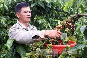 Harvesting coffee in the Central Highlands province of Lam Dong (Photo: VNA)
