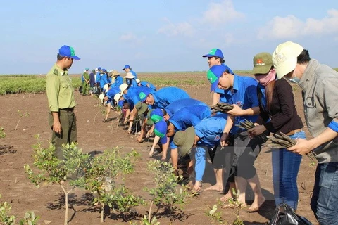 Forest planting (Source: VNA)