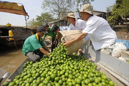 Workers from the Thanh Phuoc Agricultural Co-operative in the Mekong Delta province of Hau Giang transport seedless limes to sell at the wholesale market. (Photo: nld.com.vn)