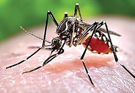 Statistics from the health ministry said Viet Nam reported 8,320 dengue fever cases in the first three months of 2015. (Photo: VNS)