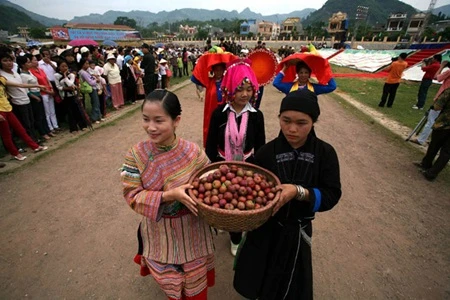 The annual Bac Ha Plum Festival attracts a number of tourists. Photo: VNA