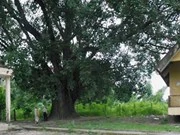 The 132-year-old Bodhi tree in the Central Highlands province of Dak Lak. (Photo: VNA)