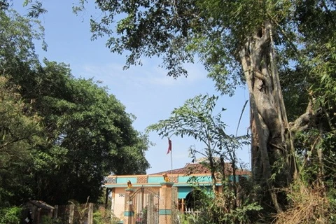 One of the ancient banyan is located on the right of the Phuoc Tuy communal house. Photo: VNA