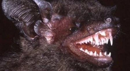 A bat with nightmarish fangs (Hypsugo dolichodon) (Photo: soha)
