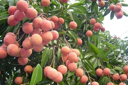 According to the Ministry of Industry and Trade, the country's lychee output was likely to top 200,000 tonnes this year, with 40 per cent being exported. (VNS -File Photo)
