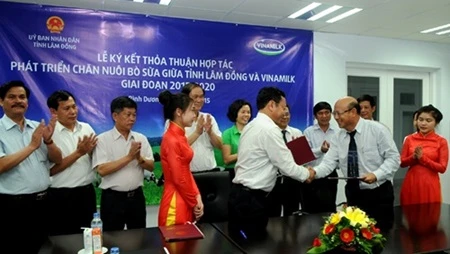 Dairy giant Vinamilk and Lam Dong province entered into an agreement to develop large dairy cow farms with herds numbering up to 10,000 (Photo: VNS/VNA)