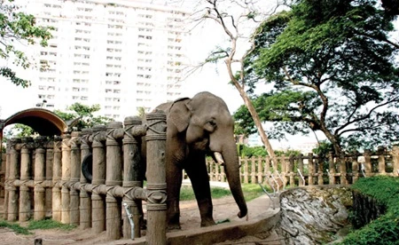The tiny elephant enclosure at Sai Gon Zoo and Botanial Gardens will be expanded during an upgrade. (Photo: VNA)