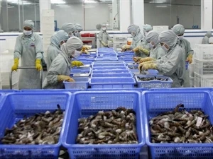 Seafood production for exports. (Photo: VNA)