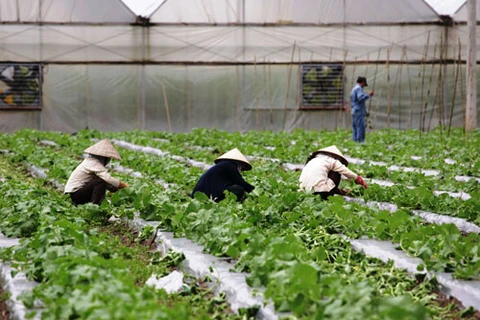 Production at An Thai agriculture hi-tech park in Phu Giao district, southern Binh Duong province (Source: Binh Duong News)