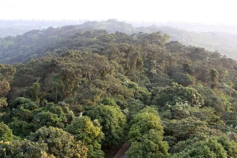 A primary forest on Co To island, northern Quang Ninh province (Photo: VNA)