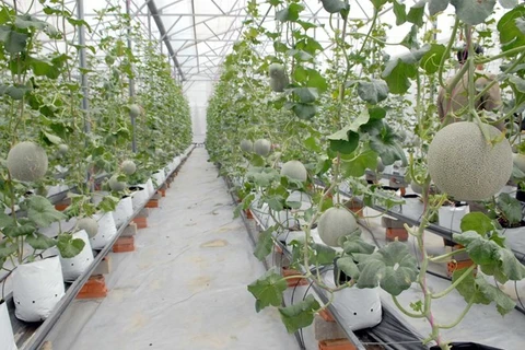A hi-tech agriculture zone in Ho Chi Minh City (Photo:VNA)