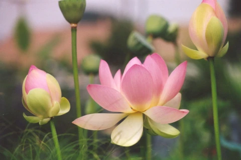 Lotus (Source: vforum.vn)