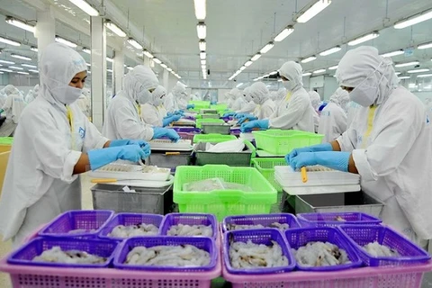 The prawn processing line for export at the Sao Ta company (Photo: VNA)