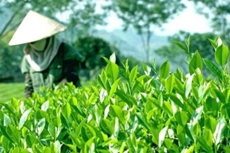 Vietnamese tea products have covered 60 per cent of the black tea market and 40 per cent of the green tea market in the world. (Photo: cafef.vn)