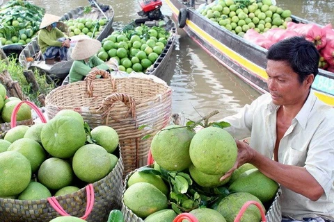 Nam Roi grapefruits are sold in the Mekong Delta province of Vinh Long. (Photo: VNA)