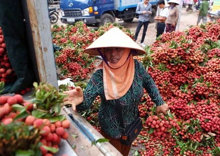 In early June, France's Jeune Thanh Binh Co imported the first batch of lychees to France by air, opening more opportunities for other fruit exports as well, such as longan, mango and dragon fruit (Photo: VNA)