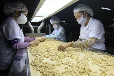 Processing cashew nut for export (Photo: VNA)