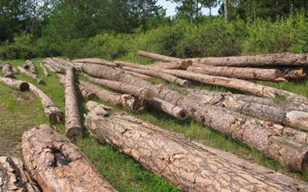 Pine forest is destroyed in Da Lat city of Lam Dong Central Highland province (Photo: tintaynguyen.com)