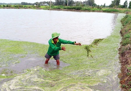 A farmer takes out rice died by saline intrusion in Hon Dat district, southern Kien Giang province (Photo: tuoitre.vn)