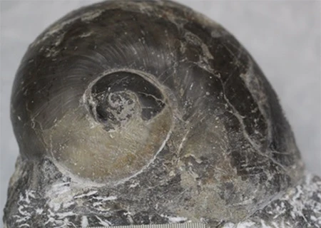 The largest fossil found of a snail dating back to the Triassic Age has been identified by researchers from the Vietnam National Museum of Nature (Photo: courtesy of the museum)