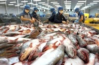 Tra fish exports to the European market dropped to US$129.6 million, falling by 16.8 per cent compared to the same period last year. (Photo: VNS)