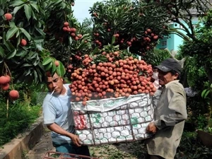 Lychees were harvested in Luc Ngan, northern Bac Giang province. (Photo: VNA)