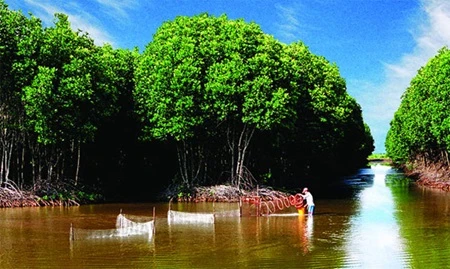 TraVinh inhabitants have bred shrimp in submerged forests in the Mekong Delta province for several years. The breeding of shrimp and other aquatic species here has helped to preserve the forest's ecology (Photo: tinmoitruong.vn)