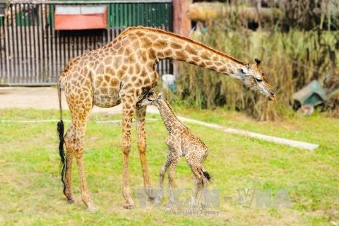 Nace una jirafa sudafricana en el zoo vietnamita