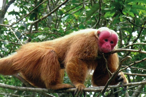 Reciben valioso ejemplar de macaco rabón en Quang Binh