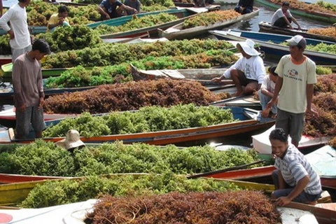  Indonesia, gran proveedor de algas del mundo