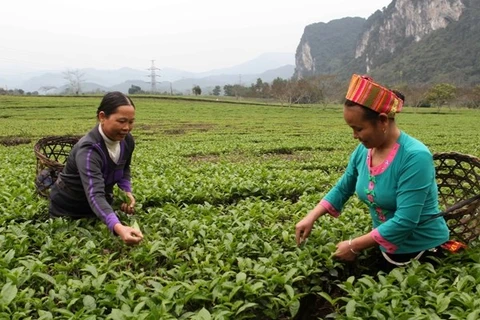 Publican informe sobre crecimiento en zonas rurales vietnamitas