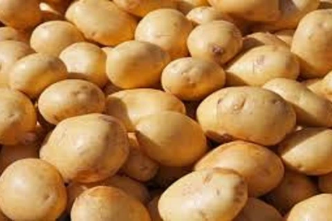 Nueva Zelanda exportará patatas a Vietnam